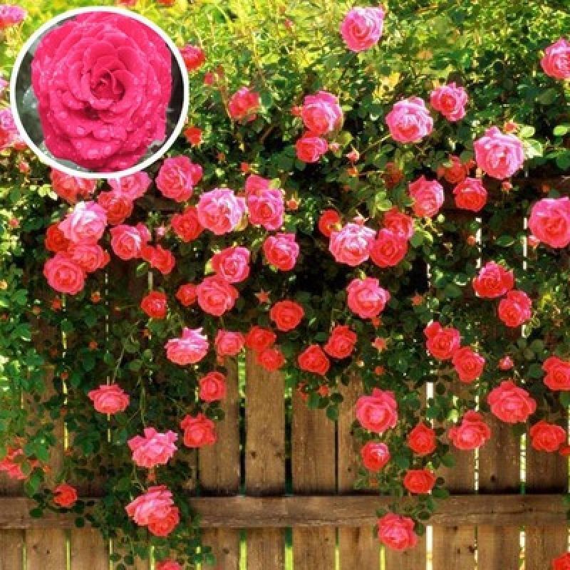 Climbing Wall Rose Seeds Four Outdoor Garden Flower Seeds