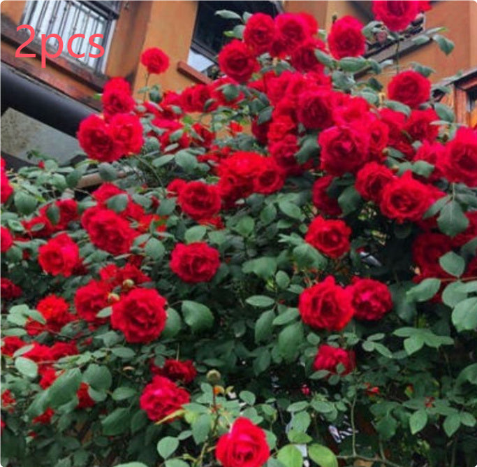 Climbing Wall Rose Seeds Four Outdoor Garden Flower Seeds