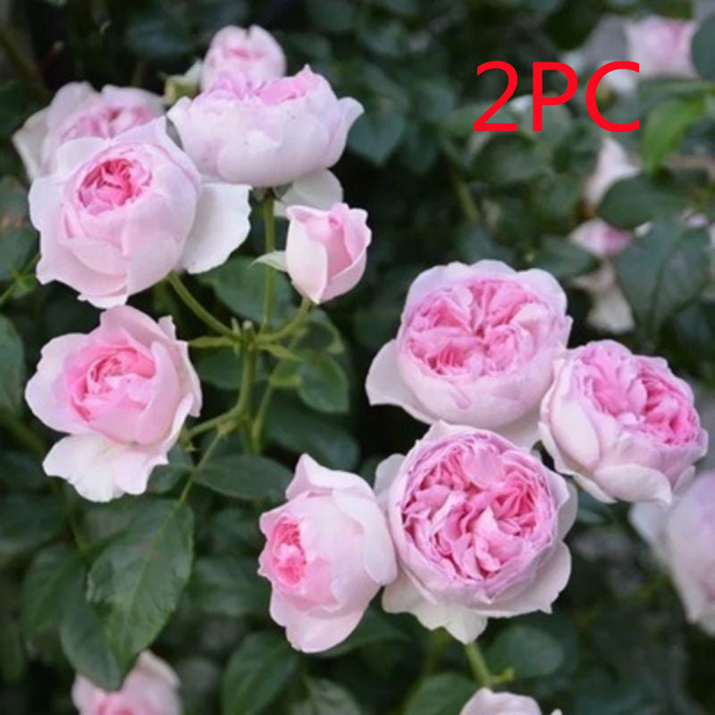 Climbing Wall Rose Seeds Four Outdoor Garden Flower Seeds