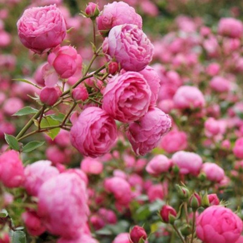 Climbing Wall Rose Seeds Four Outdoor Garden Flower Seeds