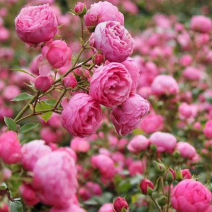 Climbing Wall Rose Seeds Four Outdoor Garden Flower Seeds