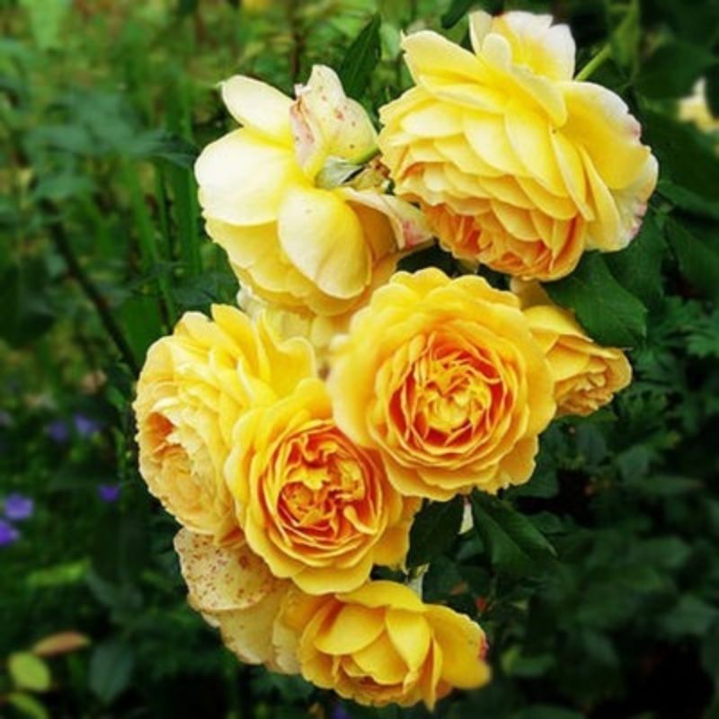 Climbing Wall Rose Seeds Four Outdoor Garden Flower Seeds