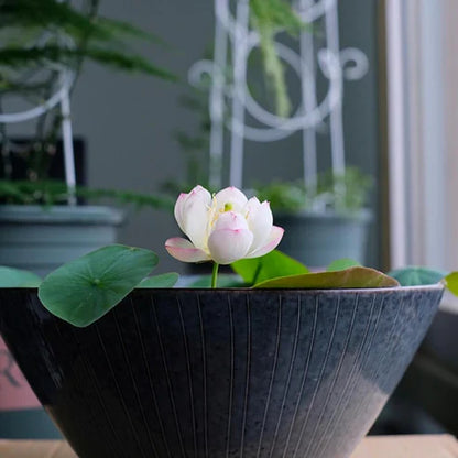 Bowl Lotus Seed Everblooming Hydroponic