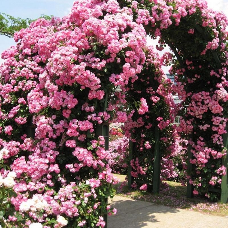 Climbing Wall Rose Seed Seeds