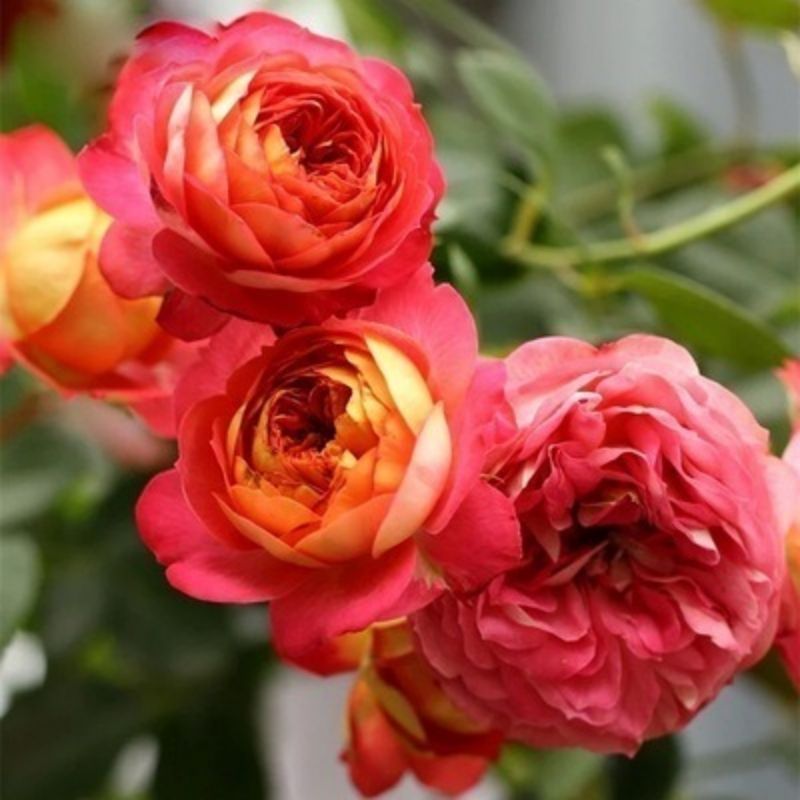 Climbing Wall Rose Seeds Four Outdoor Garden Flower Seeds