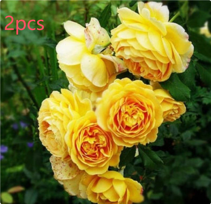 Climbing Wall Rose Seeds Four Outdoor Garden Flower Seeds