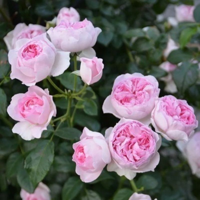 Climbing Wall Rose Seed Seeds