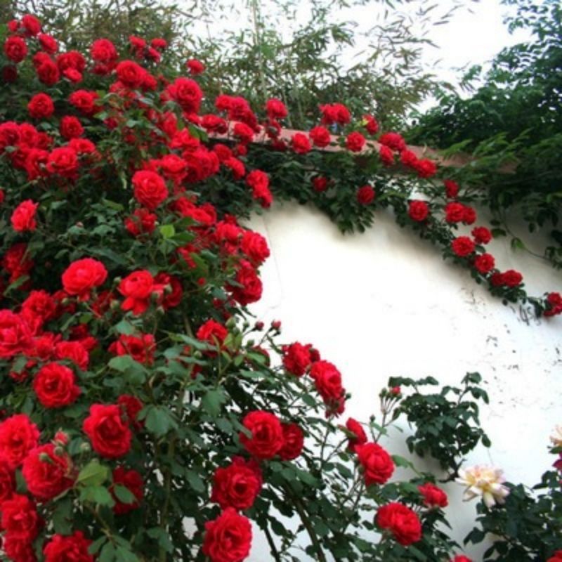 Climbing Wall Rose Seeds Four Outdoor Garden Flower Seeds