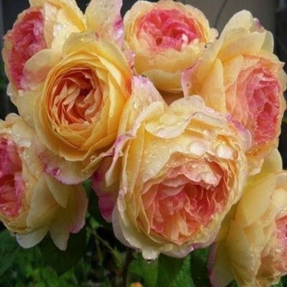 Climbing Wall Rose Seeds Four Outdoor Garden Flower Seeds