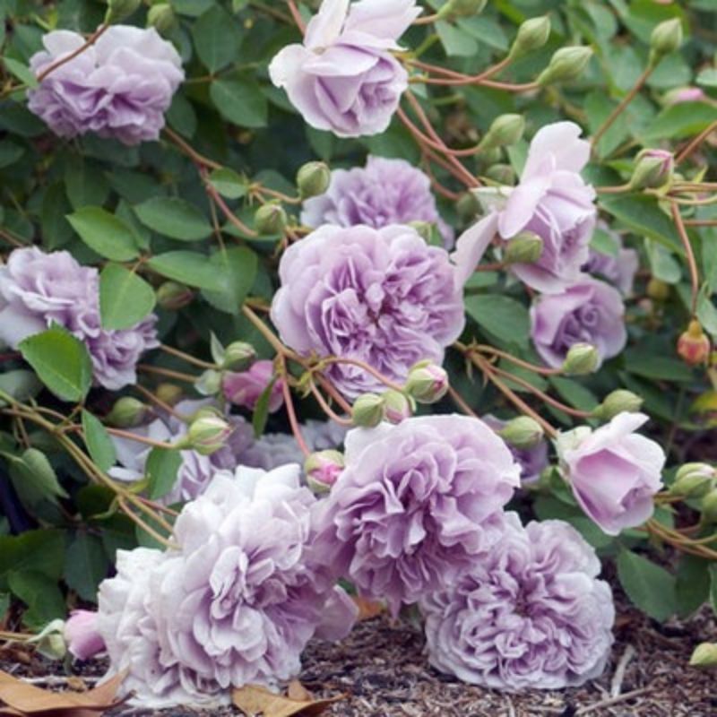 Climbing Wall Rose Seed Seeds