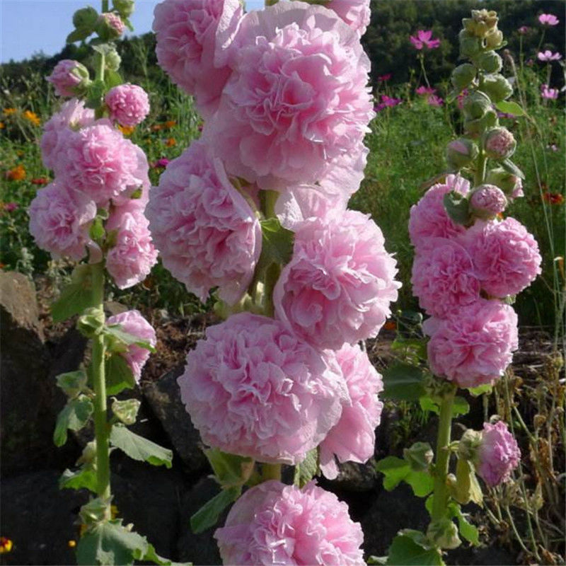Double Petal Large Flower Seeds Of Mallow