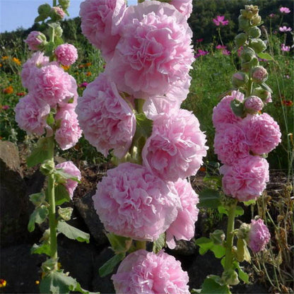 Double Petal Large Flower Seeds Of Mallow