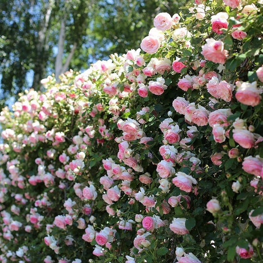 Climbing Wall Rose Seeds Four Outdoor Garden Flower Seeds