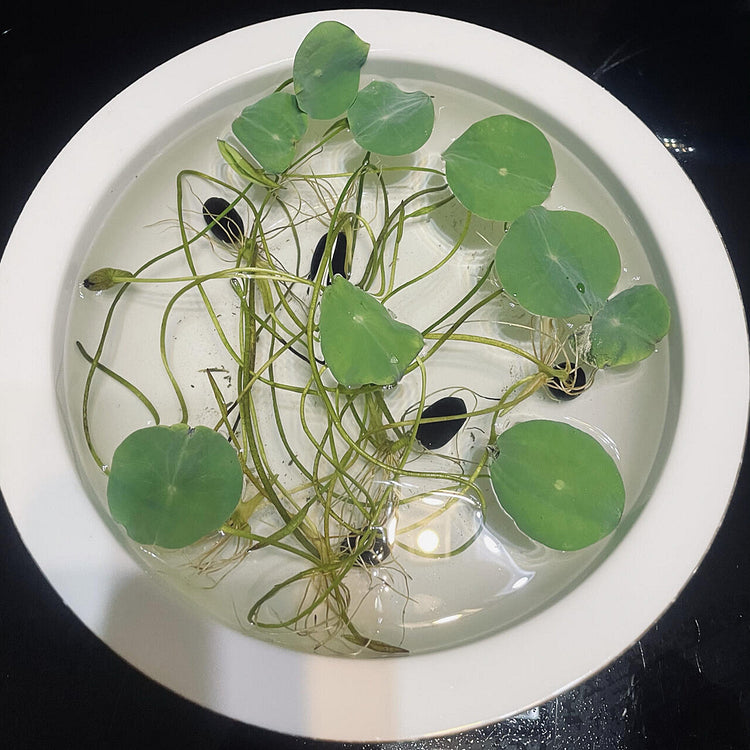 Bowl Lotus Seed Everblooming Hydroponic