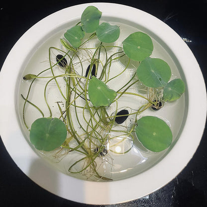 Bowl Lotus Seed Everblooming Hydroponic