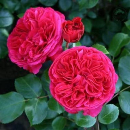 Climbing Wall Rose Seed Seeds