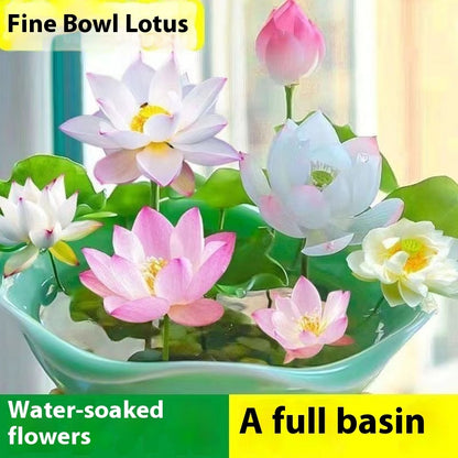 Bowl Lotus Seed Everblooming Hydroponic