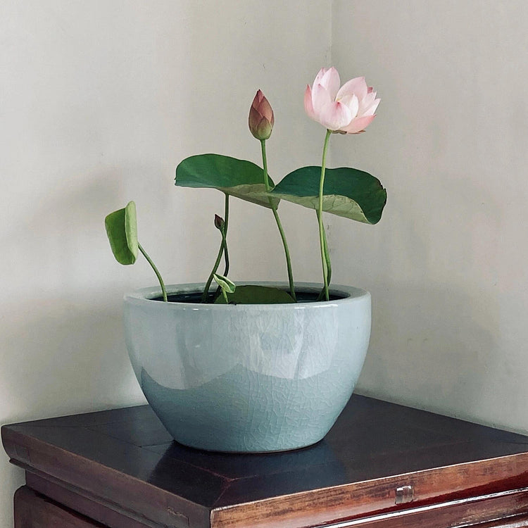 Bowl Lotus Seed Everblooming Hydroponic