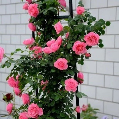Climbing Wall Rose Seeds Four Outdoor Garden Flower Seeds