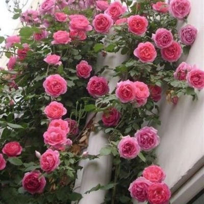 Climbing Wall Rose Seeds Four Outdoor Garden Flower Seeds
