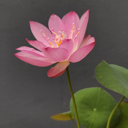 Bowl Lotus Seed Everblooming Hydroponic