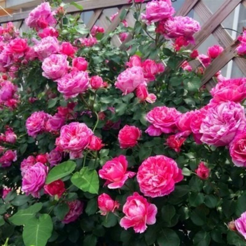Climbing Wall Rose Seed Seeds