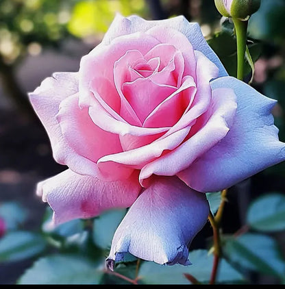 Climbing Wall Rose Seeds Four Outdoor Garden Flower Seeds