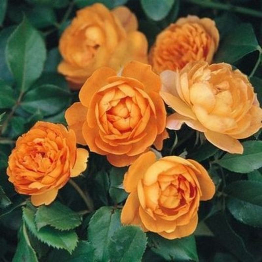 Climbing Wall Rose Seed Seeds