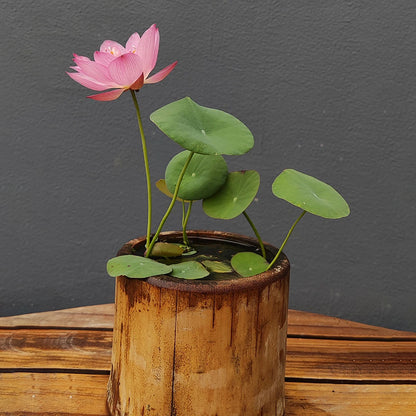 Bowl Lotus Seed Everblooming Hydroponic