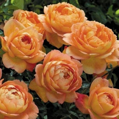 Climbing Wall Rose Seeds Four Outdoor Garden Flower Seeds