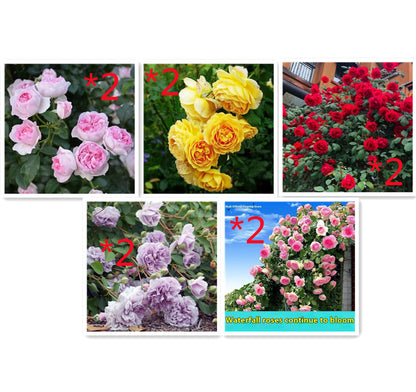 Climbing Wall Rose Seeds Four Outdoor Garden Flower Seeds