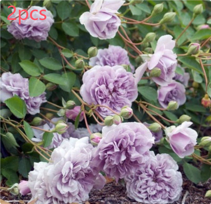 Climbing Wall Rose Seeds Four Outdoor Garden Flower Seeds