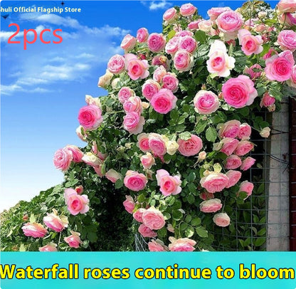 Climbing Wall Rose Seeds Four Outdoor Garden Flower Seeds