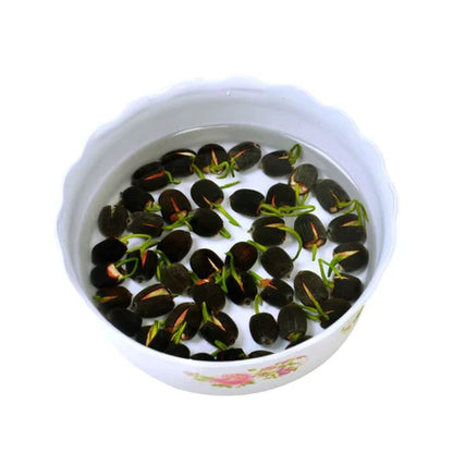 Bowl Lotus Seed Everblooming Hydroponic