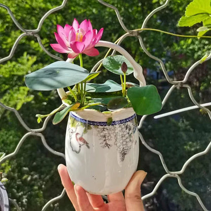 Bowl Lotus Seed Everblooming Hydroponic