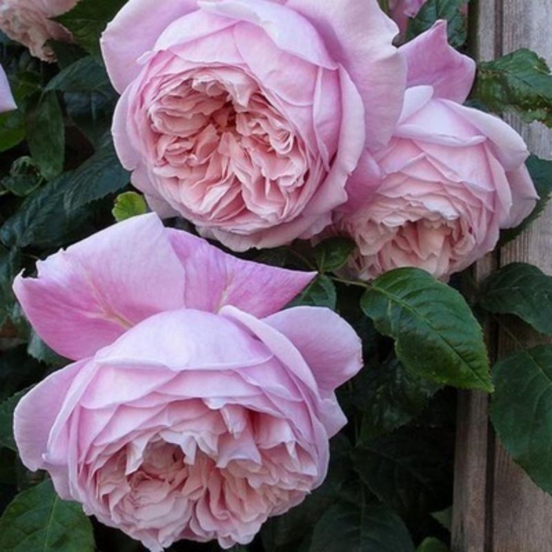 Climbing Wall Rose Seed Seeds