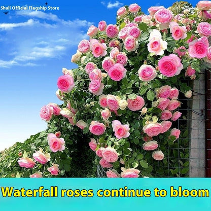 Climbing Wall Rose Seeds Four Outdoor Garden Flower Seeds