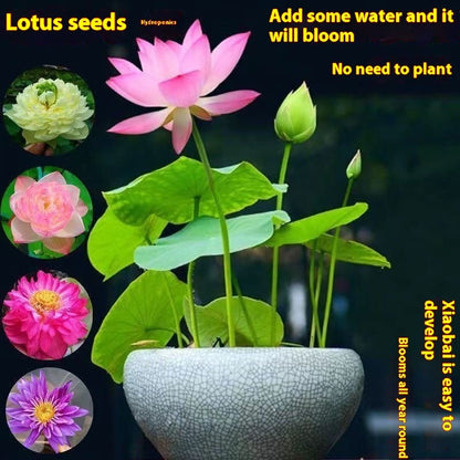 Bowl Lotus Seed Everblooming Hydroponic