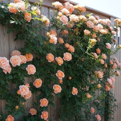 Climbing Wall Rose Seeds Four Outdoor Garden Flower Seeds