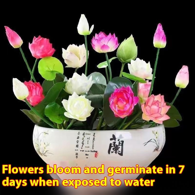 Bowl Lotus Seed Everblooming Hydroponic