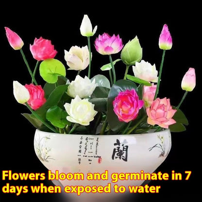 Bowl Lotus Seed Everblooming Hydroponic
