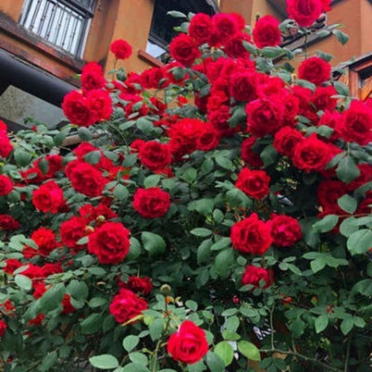 Climbing Wall Rose Seed Seeds