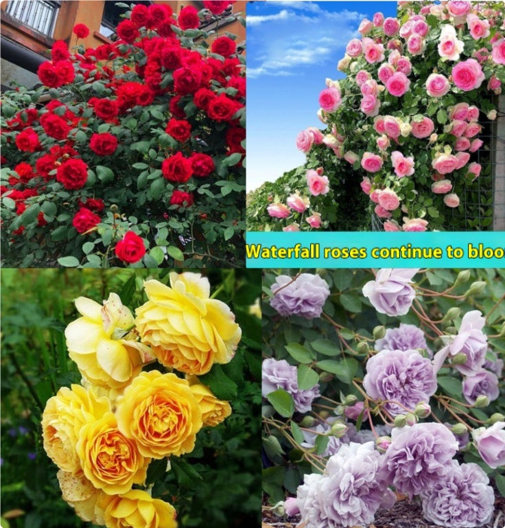 Climbing Wall Rose Seed Seeds