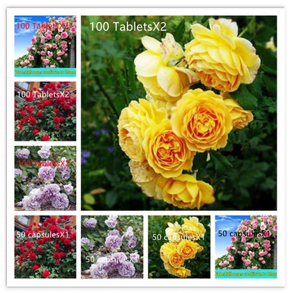 Climbing Wall Rose Seeds Four Outdoor Garden Flower Seeds