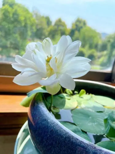 Bowl Lotus Seed Everblooming Hydroponic