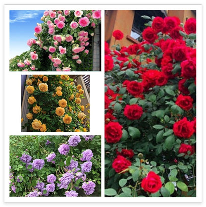 Climbing Wall Rose Seed Seeds