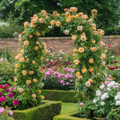 Climbing Wall Rose Seed Seeds