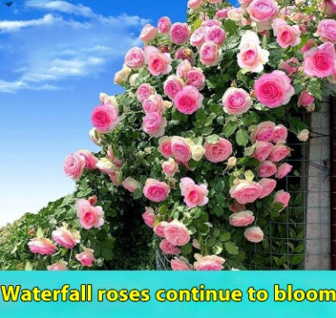 Climbing Wall Rose Seed Seeds