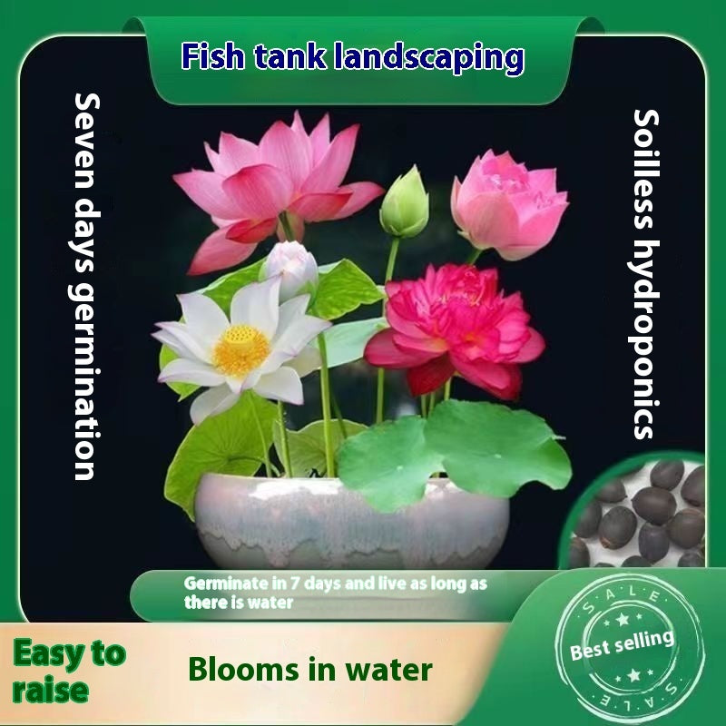 Bowl Lotus Seed Everblooming Hydroponic