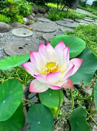 Bowl Lotus Seed Everblooming Hydroponic